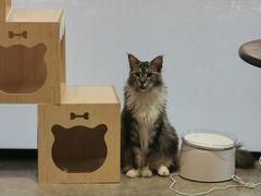 -瞄一喵猫咖(格力海岸店)