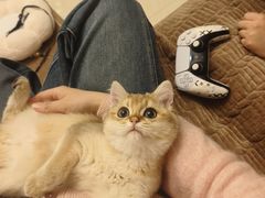 -贝康宠物医院·犬猫全科·小动物特色诊疗中心(东环路店)