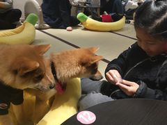 -逗柴咖啡屋·狗咖猫咖宠物桌游