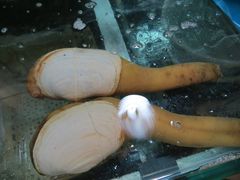 象拔蚌-珍宝海鲜(东海岸海鲜中心)