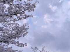 -花博汇(知音花月夜)