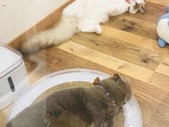 -袖虎·猫馆(体育西路店)
