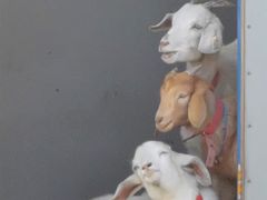 -前小桔亲子创意农场·草莓采摘·露营烧烤