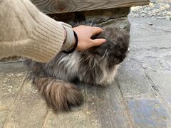 -喵屿·大理花园猫咖