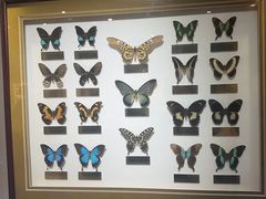 -上海昆虫博物馆