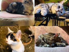 -猫猫幼稚园·撸猫·桌游·电玩