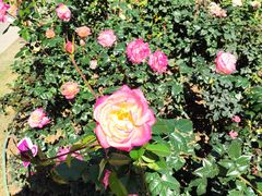 -人民公园(罗湖区)