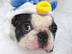 -Oh My Dog宠物沙龙(伊珊娜皮毛护理店)