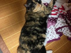 -美联众合动物医院·24h京西诊疗中心