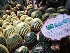 -南山植物园