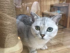 -1013 PET SHOP精品宠物商店(丁香店)