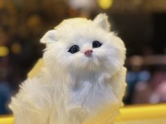 -黄晓猫剁椒大鱼头(海岸城店)