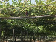 -白鹿原葡萄主题公园