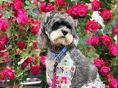 -巴倒烫陆派火锅山庄(南山总店)