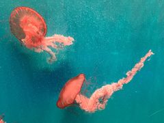 -海合安成都极地海洋公园