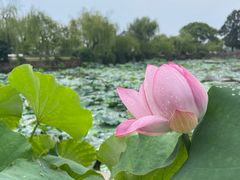 -无锡蠡湖国家湿地公园-蠡园