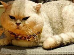 -绒爪撸猫下午茶·猫咖
