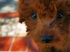 -宠福鑫康馨动物医院·骨科·眼科