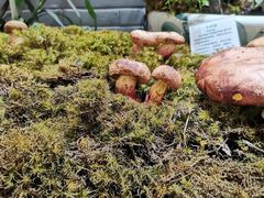 -蔼若春.传承三十年云南菜(金碧公园店)