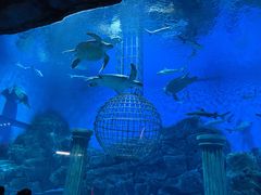 -芜湖新华联大白鲸海洋公园