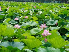 -荷塘月色湿地公园·向阳花洲