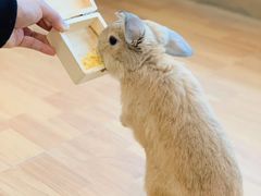 -猫猫幼稚园·撸猫·桌游·电玩