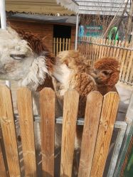 -萌宠亲子动物乐园(槐房万达店)