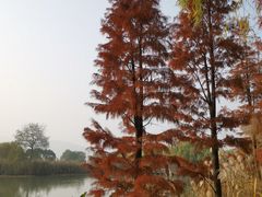 -长兴太湖图影湿地文化园