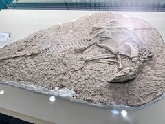-辽宁古生物博物馆