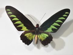 -上海昆虫博物馆