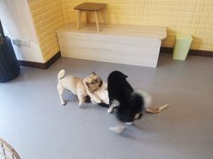 -喜柴咖啡·柴犬狗咖