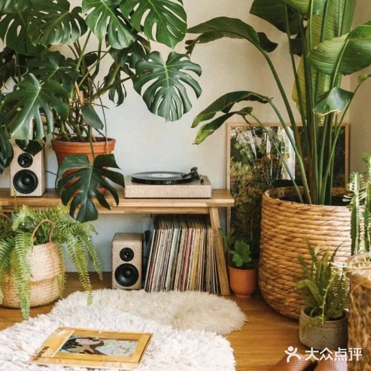 星巴克很香，但有了这些绿植的家更香
