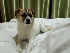 -关爱宠物医院·猫科中心·消化科(滨湖万达分院)