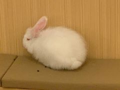 -猫猫幼稚园·撸猫·桌游·电玩