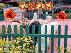 -无锡动物园·太湖欢乐园