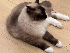 -Let's go狗咖·猫咖·奶狗·桌游(春熙路IFS店)