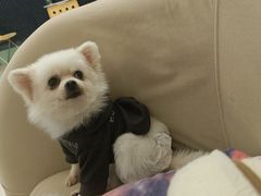 -怪兽屋·羊驼·猫咖·狗咖(俊华广场店)