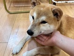-是阿柴呀！柴犬咖啡·爱喵喵猫咖