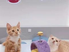 -糯米喵星人·撸猫猫舍咖啡馆(西市场嘉华店)