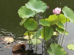 -陈家山荷花公园