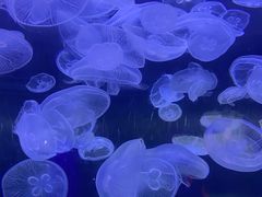 -芜湖新华联大白鲸海洋公园
