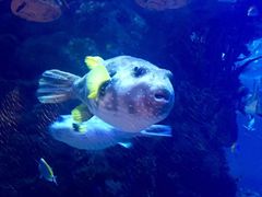 -迪拜帆船酒店海底餐厅