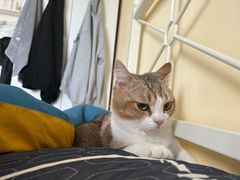 -宠物梦想家(日月豪庭店)