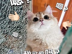 -老吴的猫·猫舍(新区店)