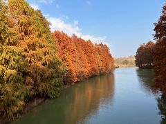 -上海海湾国家森林公园