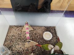 -帕帕拉兹宠物(亚洲旗舰店)