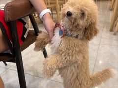 -柴犬小屋·柴餐厅·狗咖食堂(金鼎广场店)