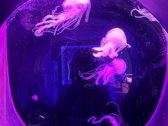 -大连圣亚海洋世界