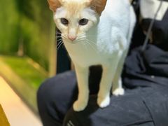 -猫色咖啡·猫咖
