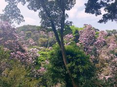 -梧桐山风景名胜区
